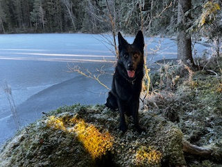 Crut - Tysk schäferhund